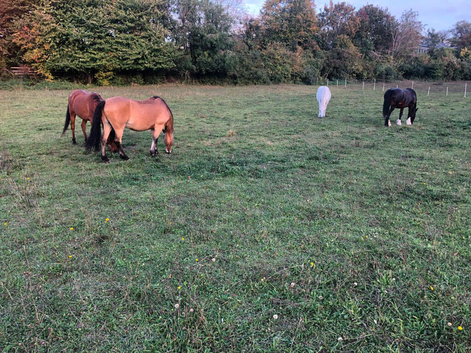 DIY GRAZING EPSOM