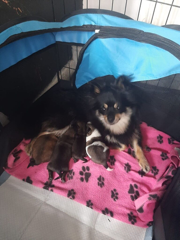 Pomchi puppies