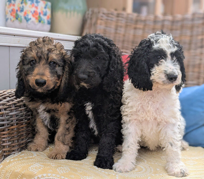 F1 Standard Cockapoo Puppies