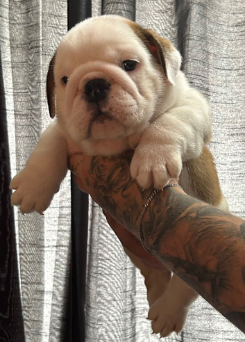 English bulldog gorgeous pups KC registered genuine breed colours