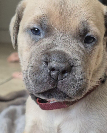 Bull mastiff puppies