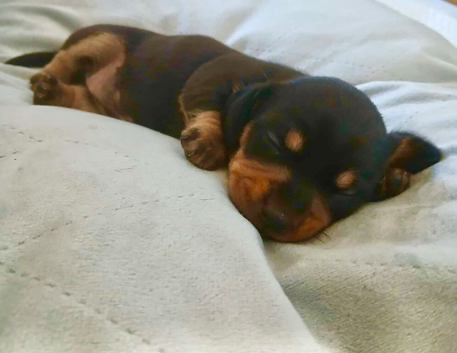 Beautiful Dachshund Puppies