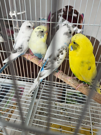 Pied budgies 3 months