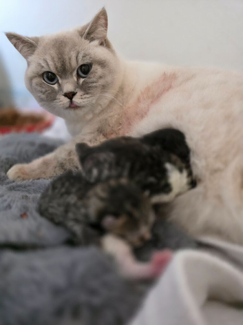 3/4 BSH kittens