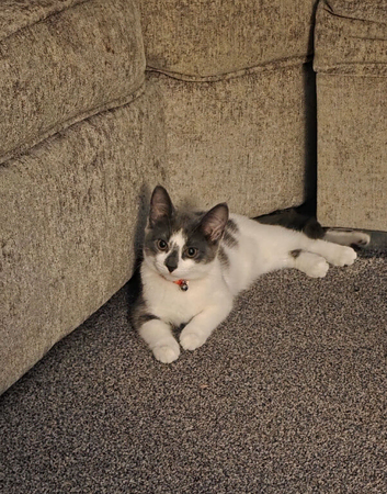 Gray and white femail