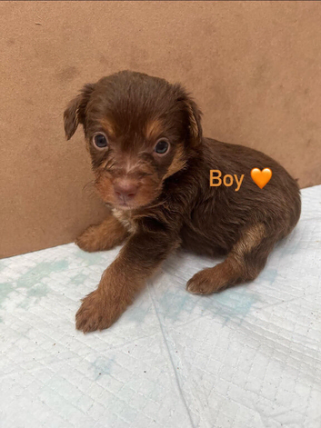 Beautiful Toy Jackapoo Puppies