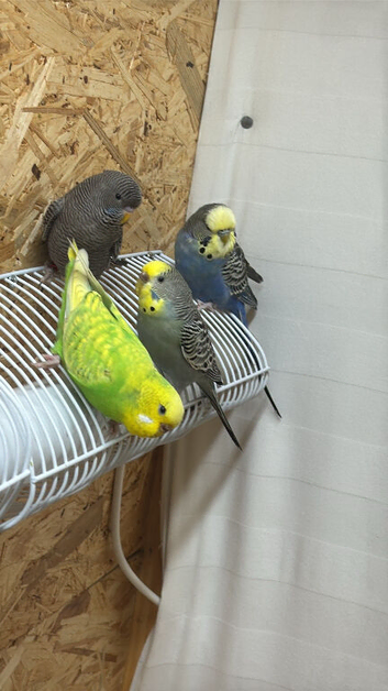Black wing black face budgie