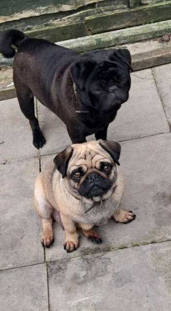 To rehome pugs