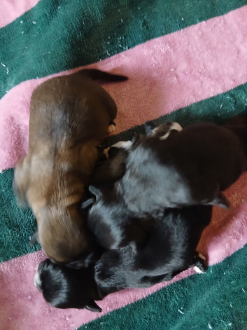 Beautiful shihzu pups