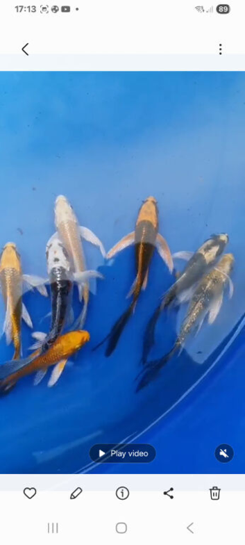 koi &pound;5 each normal and butterfly