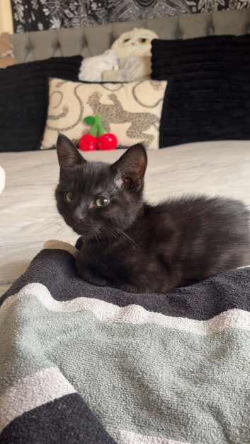 Because kitty looking for her forever loving home