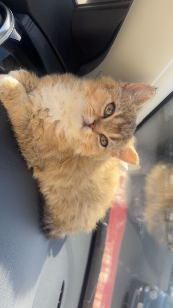 British shorthair chinchilla kitten