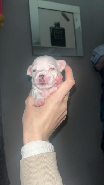 Chihuahua puppies