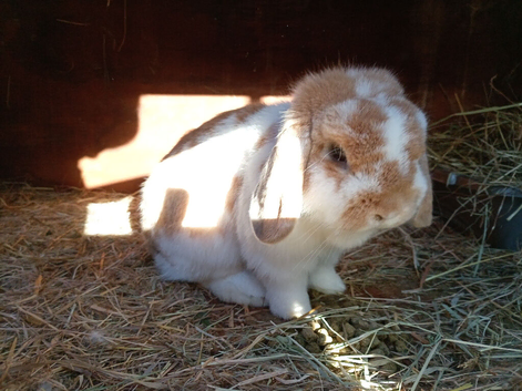 Male mini lop 9 months old