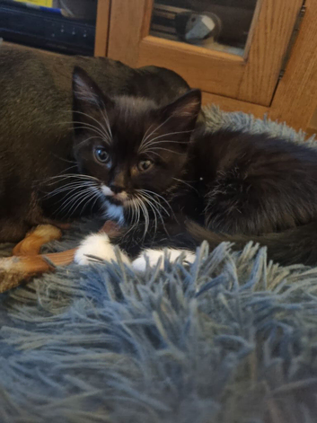 Last female kitten