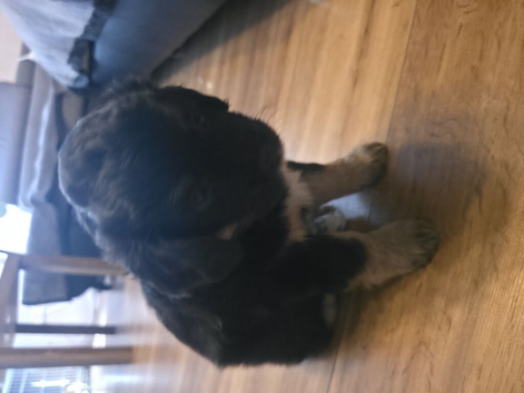 Mixed Breed Puppies Looking for Loving Homes
