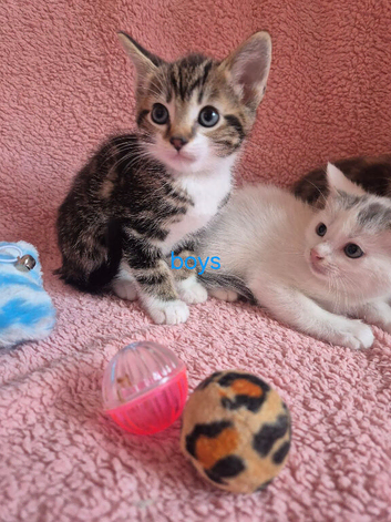 Last two gorgeous male kittens