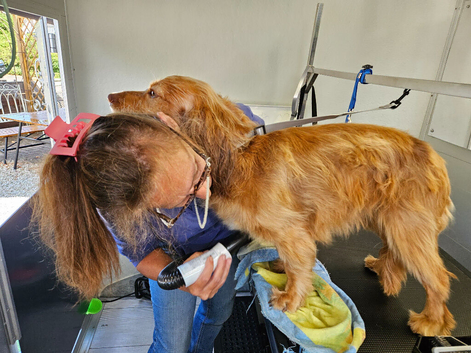 Dog groomers opened inside Frosts Garden centre Willington Bedford