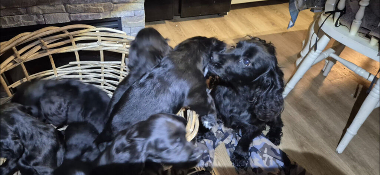 Black Cocker spaniel puppies kc reg parents.