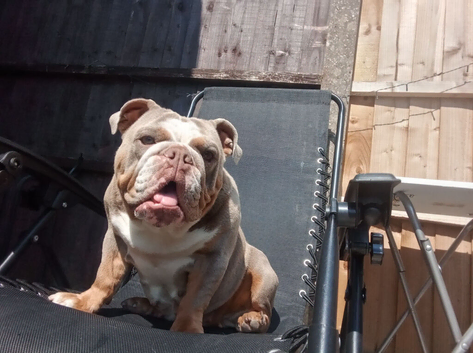 Mini English Bulldog Rehome