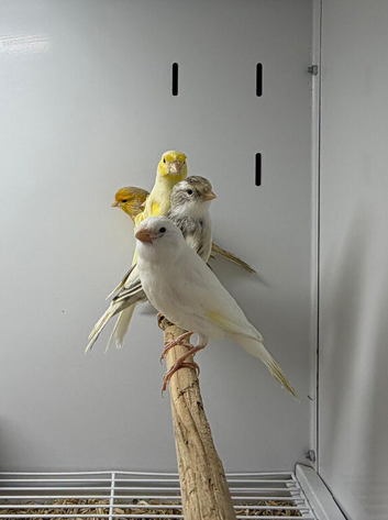 Canaries