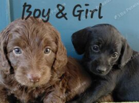 Doxiepoo for sale