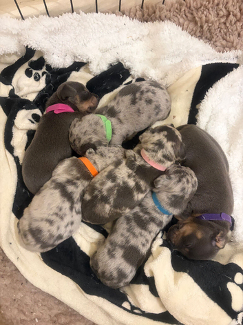 Lovely litter jackhunds