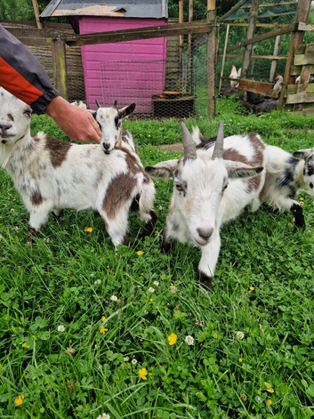 4 pigmy goats