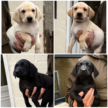 7 KC lab pups out of a FTCH