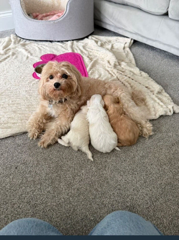 Beautiful female maltipoo puppies for sale