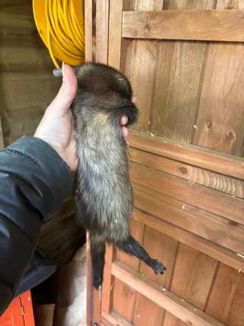 Ferret
