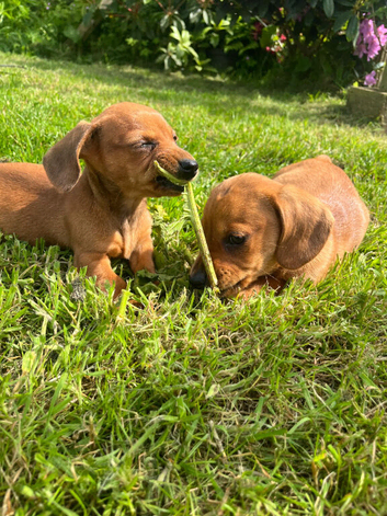 Kennel club registered PRA clear
