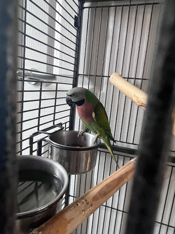 Moustache parakeet