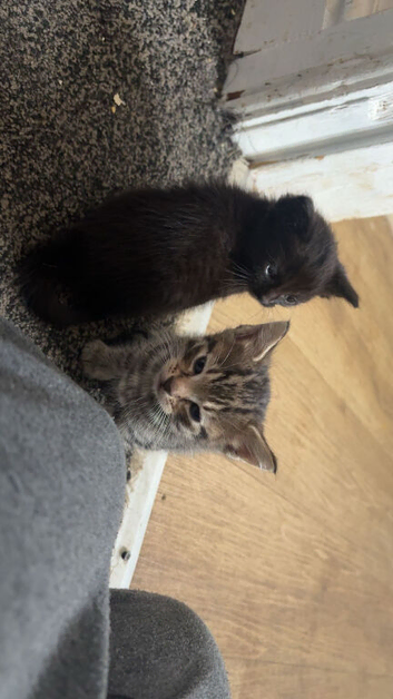 Kittens 4 sale