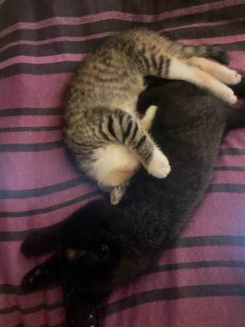 Two kittens