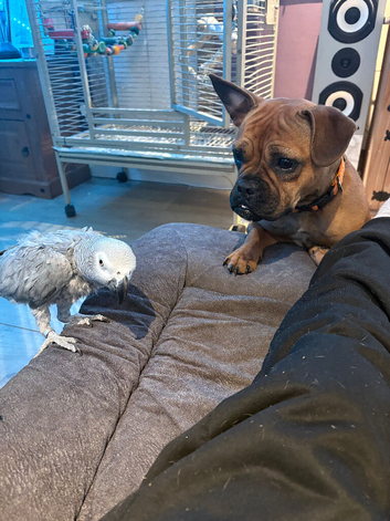 Frenchy x staffy