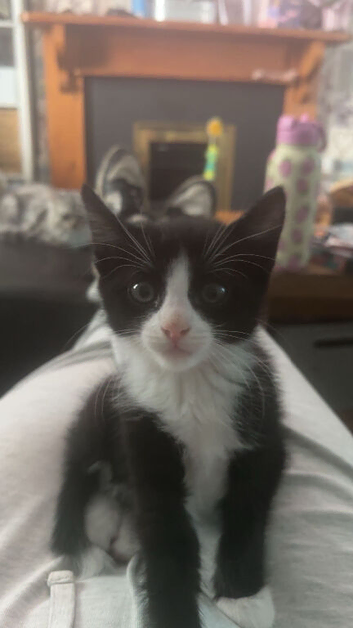 2 beautiful female kittens