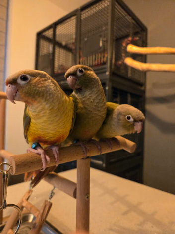 Pineapple conures