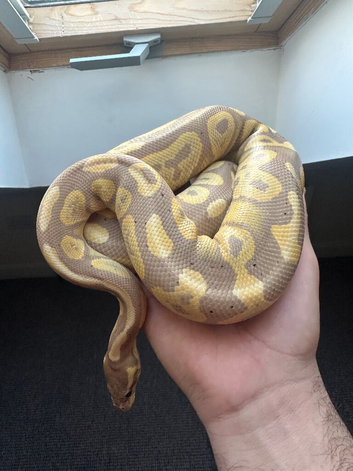 Banana cinnamon royal for sale