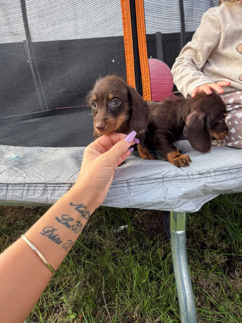 For sale is my dachshund puppies