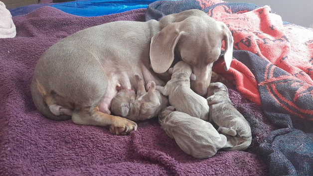 Miniature smooth haired dachshund puppies fir sale