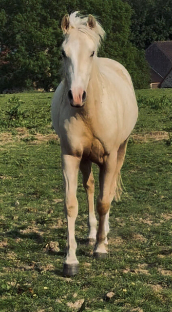 Pure bred Quarter Horse