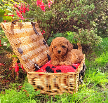 Asian Poodle Male for sale