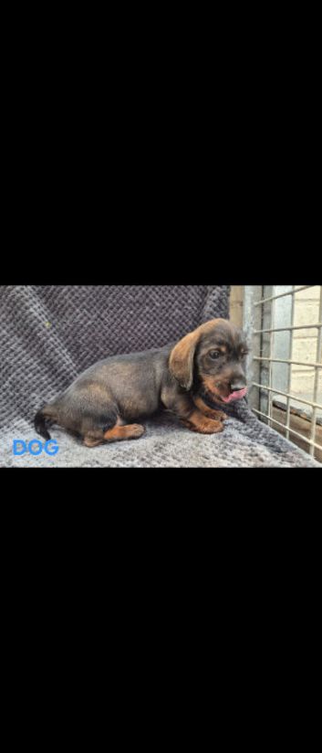 Quality WireHair Dachshund ( teckels)