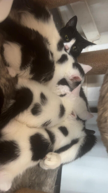 4 female kittens