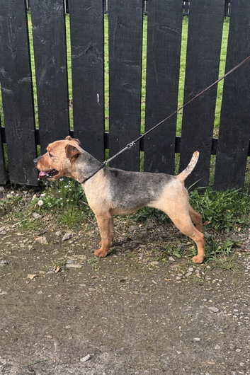Lakeland terrier