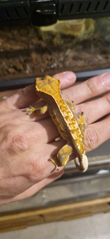 Crested gecko