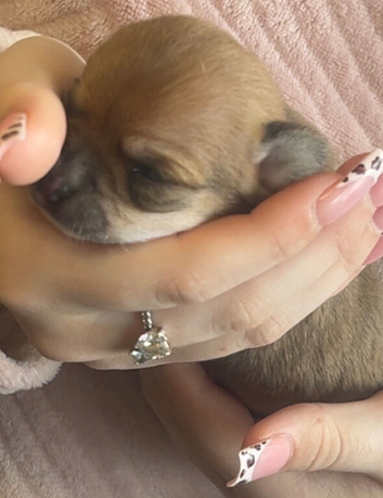 beautiful puppies