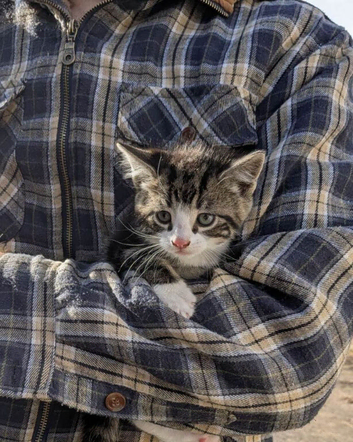 5 Adorable Kittens Looking for Their Forever Homes