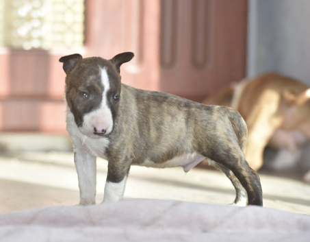 Excellent miniature bull terrier puppies